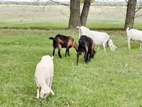 बकरी, Saanen goat — फ़ोटो 7