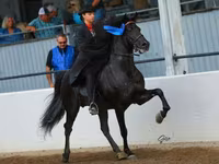 Айғыр, Rocky Mountain Horse — 4-сурет