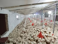 Chickens — Foto 6