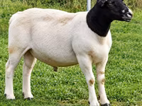 Խոյ, Beltex sheep — լուսանկար 1