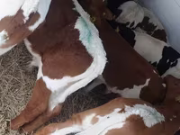 Cattle (batch, sex not specified), Simmental cattle — photo 2