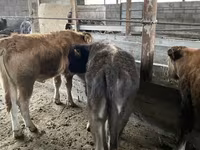 सांड, मवेशी — फ़ोटो 7
