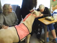 घोड़ी, Miniature horse — फ़ोटो 4