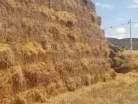 Արվույտ (յոնջա տուկ) — լուսանկար 1