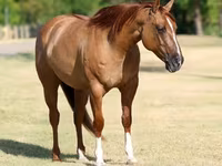 Stute, Quarter Horse — Foto 5