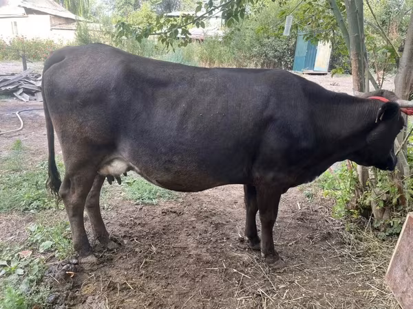 Կով, Ukrainian Brown Dairy Cattle