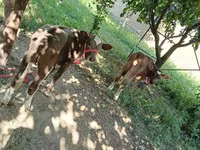 Կով, Red Estonian cattle — լուսանկար 2