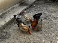 Chickens — फ़ोटो 3