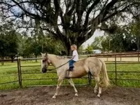 Ձի, Quarter Horse — լուսանկար 8