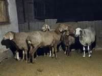 Schaf, Arashan sheep — Foto 1