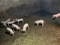 Säue, Schweine — Foto 4