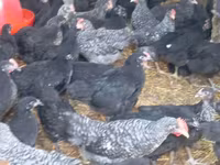 Chickens — foto 1