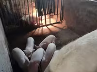 Sow, Pigs — photo 2