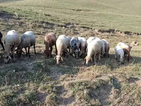 Ոչխար, Ոչխարներ — Հայաստան