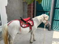 حصان, North Swedish horse — الصورة 4