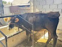 Ցուլ, Բուրա լատվիական — լուսանկար 2