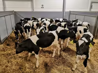 Կով, Russian Black pied cattle — լուսանկար 7