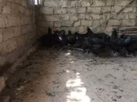 Մալինես — լուսանկար 1
