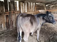 सांड, Swiss cattle — फ़ोटो 3