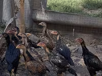 Chickens — photo 1
