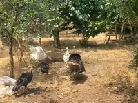 Turkeys — photo 2