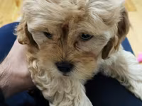Maltipoo balaları – mini ölçülü, hipoallergen, tüksüz tökülməyə meylli — photo 2
