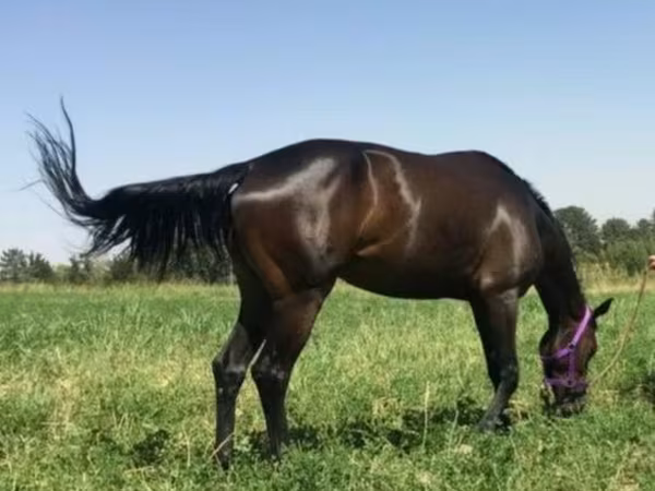 Stute, Anglo-Arabian
