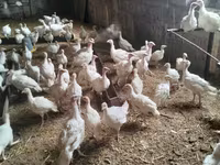 Turkeys — լուսանկար 4