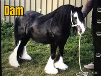 Cavalo, Gypsy horse — foto 3