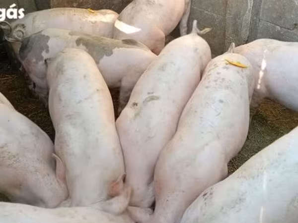 Արու խոզ, Խոզեր