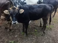 Bull, Cattle — photo 2