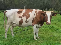 गाय, ऐरशायर — फ़ोटो 3