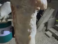 Խոյ, Merino sheep — լուսանկար 4