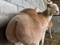Խոյ, Afghan Arabi sheep — լուսանկար 1