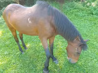 Mare, Horses — photo 4