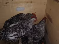 Chickens — Foto 1