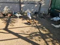 Ayam Ketawa — photo 2
