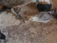 फीनिक्स — फ़ोटो 1