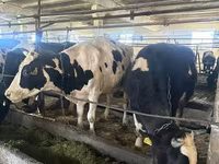 गाय, Swiss cattle — फ़ोटो 5
