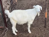 Cabra, Cabras — foto 2