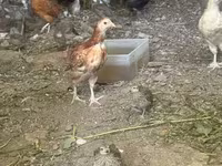 Chickens — լուսանկար 1