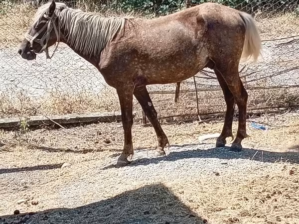 马匹（批次，未指定性别）, Horses