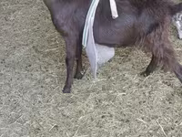 Արու այծ, LaMancha goats — լուսանկար 5