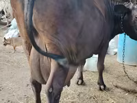 Сиыр, Жабайы як — 3-сурет
