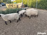 भेड़, German Blackheaded Mutton sheep — फ़ोटो 3