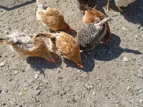 Chickens — Հայաստան