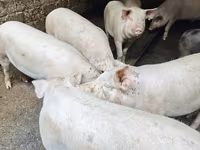 मादा सूअर, Макстер — फ़ोटो 4