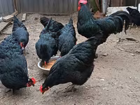 Australorp — photo 4