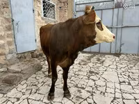 Kuh, Simmental cattle — Foto 7