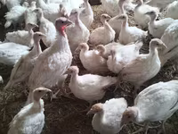 Turkeys — լուսանկար 1